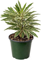 Aralia Bianca Live Plant for Indoor | Different Houseplants in 3'' Pot | Real House Plant for Living Room, Office, Desk & Bathroom | False Variegated | Dizygotheca elegantissima