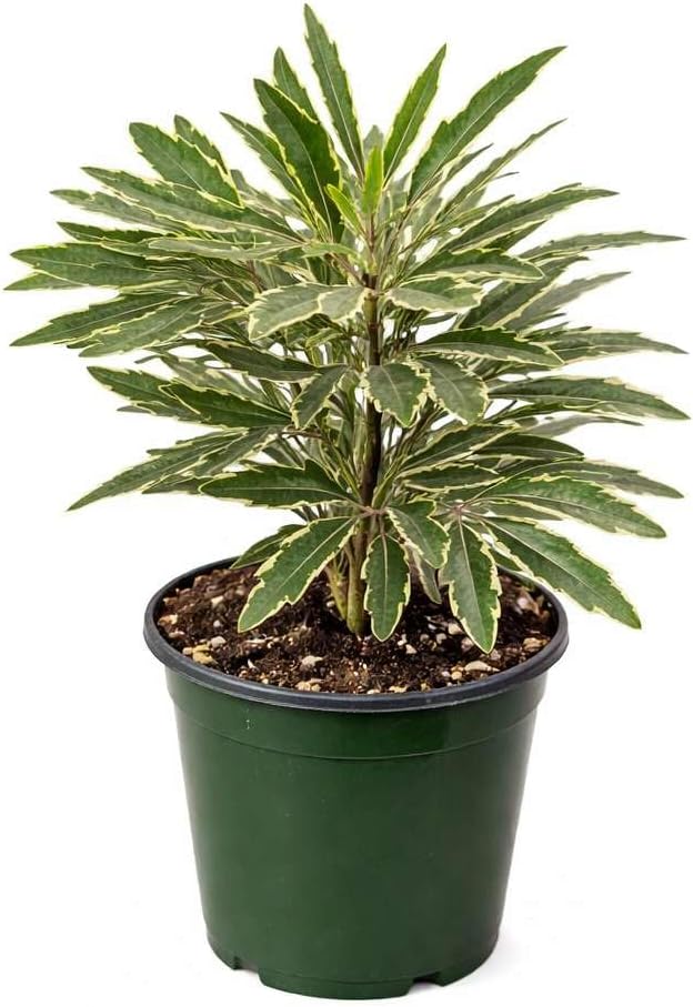 Aralia Bianca Live Plant for Indoor | Different Houseplants in 3'' Pot | Real House Plant for Living Room, Office, Desk & Bathroom | False Variegated | Dizygotheca elegantissima
