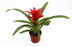 Bromeliad Red or Orange -4'' from California Tropicals