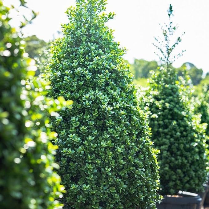 RedCrocus Steeds' Japanese Holly Ilex crenata Evergreen Shrub, Perfect for Hedges & Borders, Low Maintenance, Pet Safe, Container & Landscape Use 2' h 3 Gallon