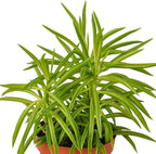 Peperomia Green Bean Live Plant for Indoor | Different Houseplants in 4'' & 6'' Pot | Real House Plant for Living Room, Office, Desk & Bathroom | Ferreyrae | Pincushion