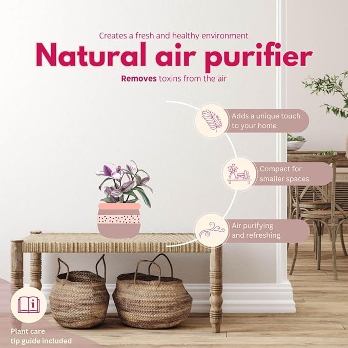 BubbleBlooms Pink Tradescantia Nanouk, in a 4 inch Pot Pink Variegated Wandering Dude