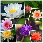 160pcs Mixed Color Bowl Lotus Seeds for Planting - Non-GMO Bonsai Lotus, Water Lily Flower, Easy-Grow Aquatic Plants for Ponds, Water Gardens, and Indoor/Outdoor Spaces