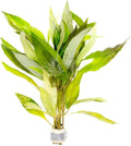 SubstrateSource Live Plant - Willow Hygro 'Rubra' (Hygrophila angustifolia) - Easy Care, Moderate to High Light, Reddish-Green Accent, Freshwater Aquatic Plant for Aquascaping - Lead Bunch