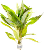 SubstrateSource Live Plant - Willow Hygro 'Rubra' (Hygrophila angustifolia) - Easy Care, Moderate to High Light, Reddish-Green Accent, Freshwater Aquatic Plant for Aquascaping - Lead Bunch