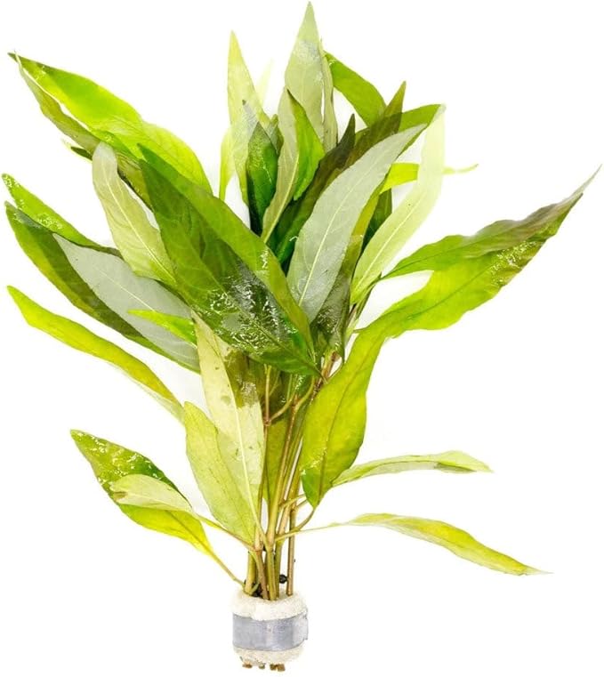 SubstrateSource Live Plant - Willow Hygro 'Rubra' (Hygrophila angustifolia) - Easy Care, Moderate to High Light, Reddish-Green Accent, Freshwater Aquatic Plant for Aquascaping - Lead Bunch