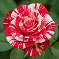 Red White Rose Live Plant, Can Grow As Rose Bushes Shrubs, Fragrant Ready to Plant, Starter Size, 5 to 10 Inc Tall, Dormant in Winter