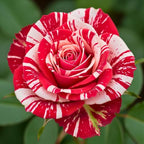 Red White Rose Live Plant, Can Grow As Rose Bushes Shrubs, Fragrant Ready to Plant, Starter Size, 5 to 10 Inc Tall, Dormant in Winter
