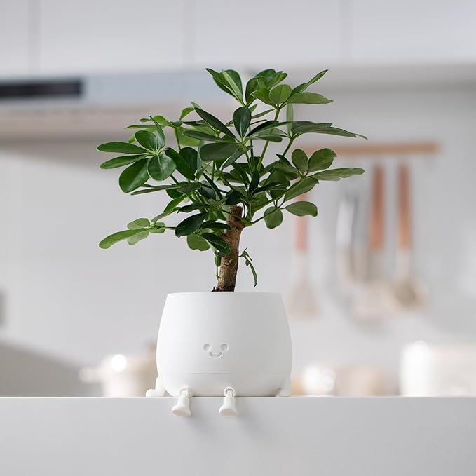 TOPOLA Happy Face Planter, 5.2 Inches Plastic Plant Pot, Self Watering Plant Pot with Drainage Holes for Indoor Outdoor, Succulent Pot, Funny Flower Pot, White