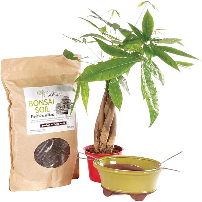 Brussel's Bonsai Live Money Indoor Bonsai Tree PIY Bundle - 4 Years Old 10" to 14" Tall with Soil & Decorative Container Small,