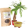 Brussel's Bonsai Live Money Indoor Bonsai Tree PIY Bundle - 4 Years Old 10" to 14" Tall with Soil & Decorative Container Small,