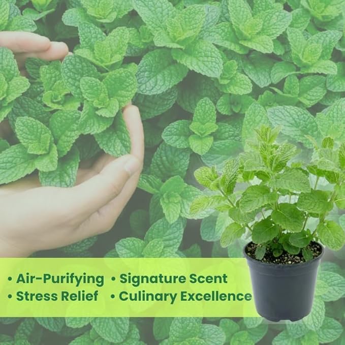 Mojito Mint Plants Live, Mint Plants for Inside and Home Décor, 3-Inch Potted Fresh Herb for Kitchen Gardens and Indoor Outdoor Growing