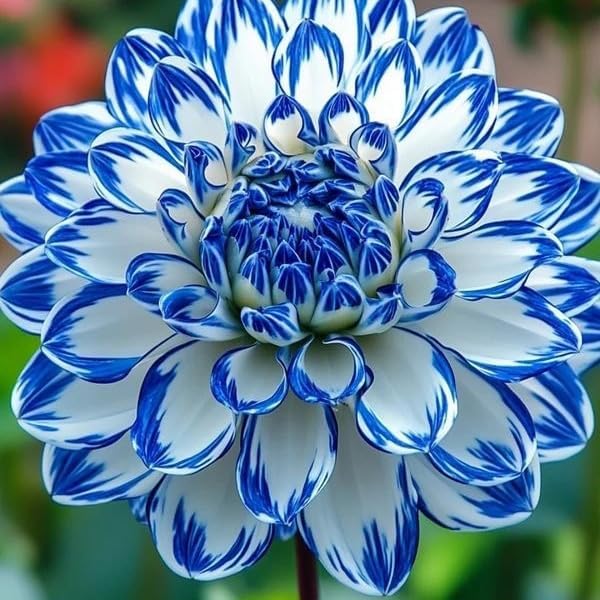 Dahlia Flower Seeds for Planting, 500+ Mixed Dahlia Seeds, Perennial Flower Plants, Non-GMO Heirloom Rare Zinna Seed for Outdoor Garden Home