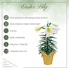 Live Flowering Easter Lily in Deco Cover (2 Plants Per Pack), 3+ Blooms Per Plant, 12" Tall by 6" Wide in 1.25 Qt Pot