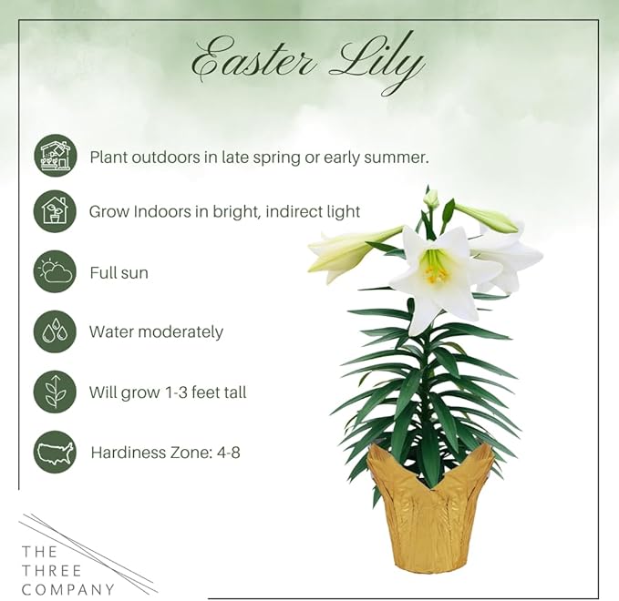 Live Flowering Easter Lily in Deco Cover, 3+ Blooms Per Plant, 12" Tall by 6" Wide in 1.25 Qt Pot