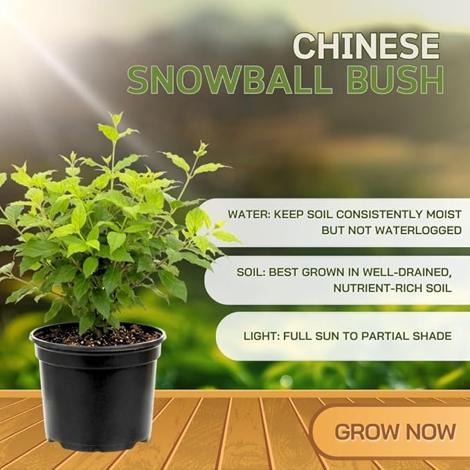 Snowball Bush Live Plant 4 Inch Pot, Snowball Viburnum Tree 6-10 Inch Tall, Flowering Shrub for Outdoor Garden and Landscape