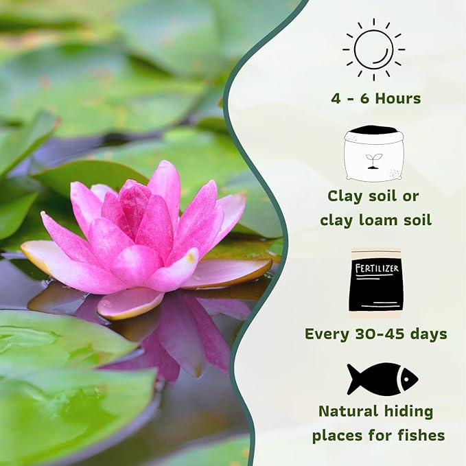 Mainam Mixed Colorful Hardy Water Lily Tuber Live Aquarium Plant for Freshwater Fish Pond Balcony Buy 2 GET Fertilizer Free (Red Nymphaea Sultan)