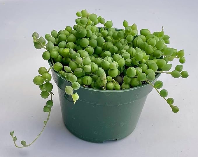 String of Pearls Succulents Plants Live, Succulent Plants Fully Rooted, Rare House Plant for Home Office Decoration, DIY Projects, Party Favor Gift by Fatplants