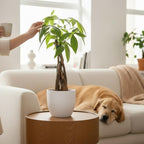 Money Tree Live Plant | 14-22 Inches Tall Bonsai | Easy to Grow Indoor Houseplant | Home, Office, or Room Decor | Birthday, Housewarming Gift (White)