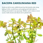 SubstrateSource Live Aquarium Red Stem Plants - Freshwater Aquatic Plant for Fish Tanks, Aquascaping - (Cabomba Piauhyensis Red, 1 Bunch)
