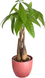 Money Tree Live Plant | 14-22 Inches Tall Bonsai | Easy to Grow Indoor Houseplant | Home, Office, or Room Decor | Birthday, Housewarming Gift (Coral)