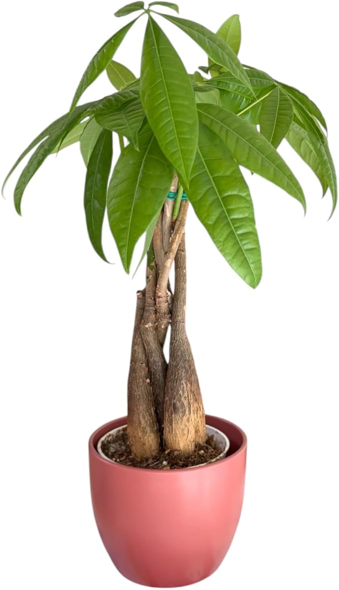 Money Tree Live Plant | 14-22 Inches Tall Bonsai | Easy to Grow Indoor Houseplant | Home, Office, or Room Decor | Birthday, Housewarming Gift (Coral)