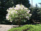 Early White Lilac Seeds for Planting | 50+ Seeds | Highly Prized for Bonsai, Fragrant White Flowers