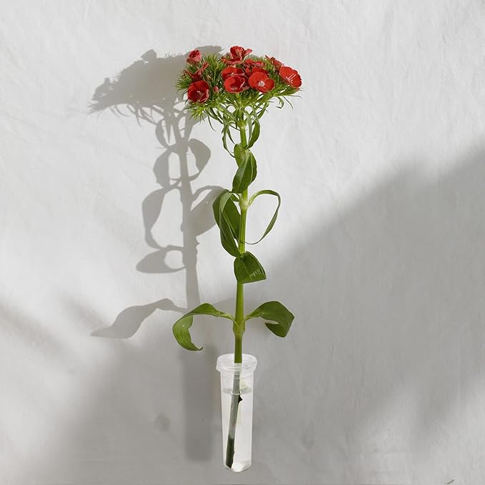 AIEX 6pcs 60ml Flower Water Tubes with Lid, Large Plastic Floral Water Tubes, Flower Tubes for Fresh Flowers Sunflower Milkweed Cutting Arrangement 4.1x1.8inch/10.8x3.6cm (Transparent)