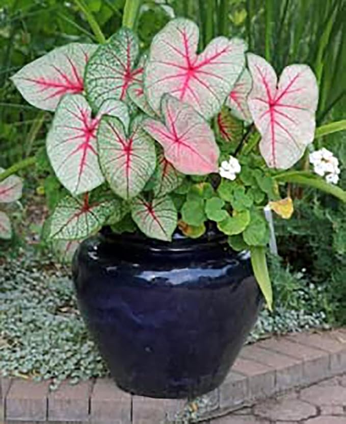 Blaze Caladium Bulbs for Planting - Large Size Root - Bold Red and Green Foliage - Hardy in Zones 9-11 - Vibrant Caladium for Gardens and Pots