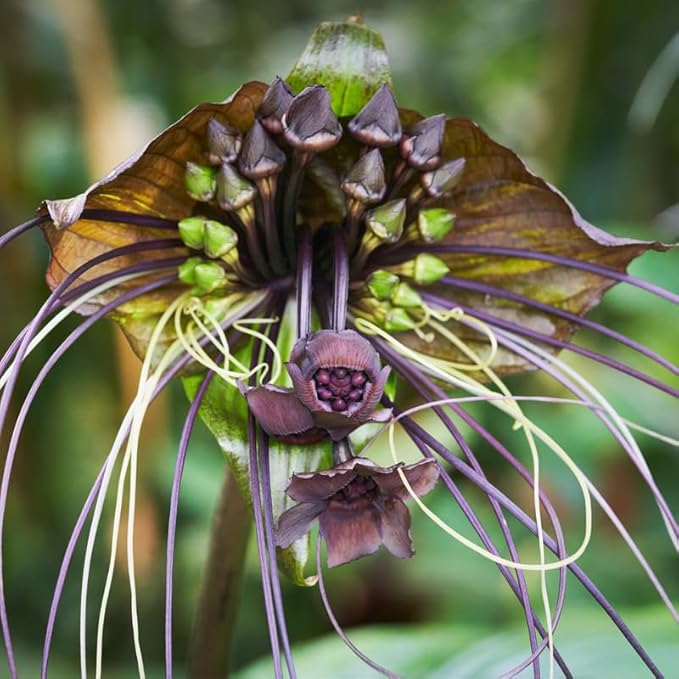 Tacca Chantrieri Black Bat Orchid Plant Live Indoor, Rare Flower Live Plant, 5-9" Tall, Black Plant Live for Planting Houseplant