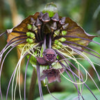 Tacca Chantrieri Black Bat Orchid Plant Live Indoor, Rare Flower Live Plant, 5-9" Tall, Black Plant Live for Planting Houseplant