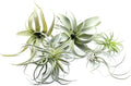 5PCS Artificial Flocking Tillandsia Air Plants Faux Succulents Bromeliads for Indoor/Outdoor Garden and Home Decor, Terrarium Decorations, Arrangements, Office and Displays(Assorted)