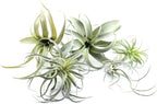 5PCS Artificial Flocking Tillandsia Air Plants Faux Succulents Bromeliads for Indoor/Outdoor Garden and Home Decor, Terrarium Decorations, Arrangements, Office and Displays(Assorted)