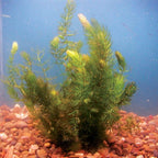 Marcus Fish Tanks Hornwort Ceratophyllum Live Aquarium Plant Planted Tank Beginner - Buy 2 G 1 F
