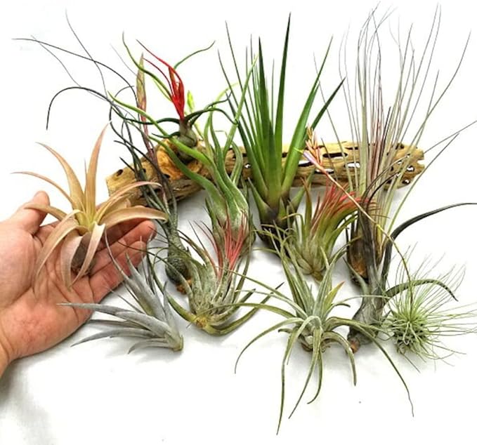 Set of 15 Assorted Air Plants Live, Low Light Tillandsia Indoor Houseplant, Small Medium Size, Easy Care Indoor Plants for Home and Office