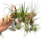 Set of 15 Assorted Air Plants Live, Low Light Tillandsia Indoor Houseplant, Small Medium Size, Easy Care Indoor Plants for Home and Office