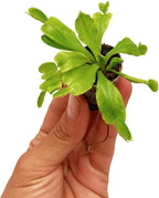 ragnaroc Dionaea Muscipula 2-4" (Venus Fly Trap) 1ct – Live Plant for Indoor Outdoor Use, Carnivorous Plant – Live Arrival Guaranteed