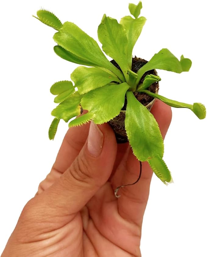 ragnaroc Dionaea Muscipula 2-4" (Venus Fly Trap) 1ct – Live Plant for Indoor Outdoor Use, Carnivorous Plant – Live Arrival Guaranteed