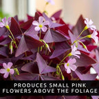 Oxalis Triangularis Bulbs - Purple Shamrock Bulbs - Good Luck Plant - Fast Growing Year Round Color Indoors or Outdoors - Oxalis Shamrock Bulbs - (10 Bulbs)
