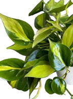 Hopewind Plnats Shop - Philodendron hederaceum Brasil, Rare Variety, Live Indoor Plant, 4 inch Pot