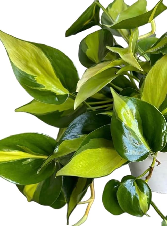 Hopewind Plnats Shop - Philodendron hederaceum Brasil, Rare Variety, Live Indoor Plant, 4 inch Pot