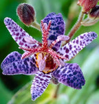 30+Perennial Tricyrtis Wonder Toad Lily Flower Seeds to Plant Outdoor-Hardy Lily Bare Root Plant Garden Home Non-GMO Heirloom