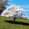 Brighter Blooms - White Dogwood Tree, 2-3 ft. - No Shipping to AK, AZ, FL, HI