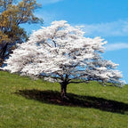 Brighter Blooms - White Dogwood Tree, 2-3 ft. - No Shipping to AK, AZ, FL, HI