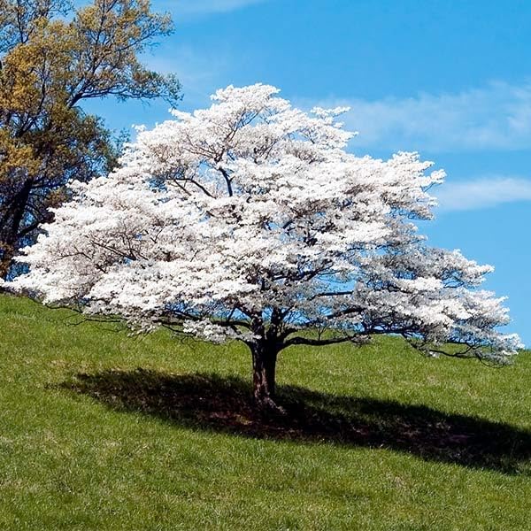 Brighter Blooms - White Dogwood Tree, 2-3 ft. - No Shipping to AK, AZ, FL, HI