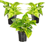 Thorsen's Greenhouse Golden Pothos, Live Indoor Vining Plant, Easy to Grow, Variegated Houseplant, Natural Air Purifier (3 Pack Nursery Pots, 4-inch Pot)