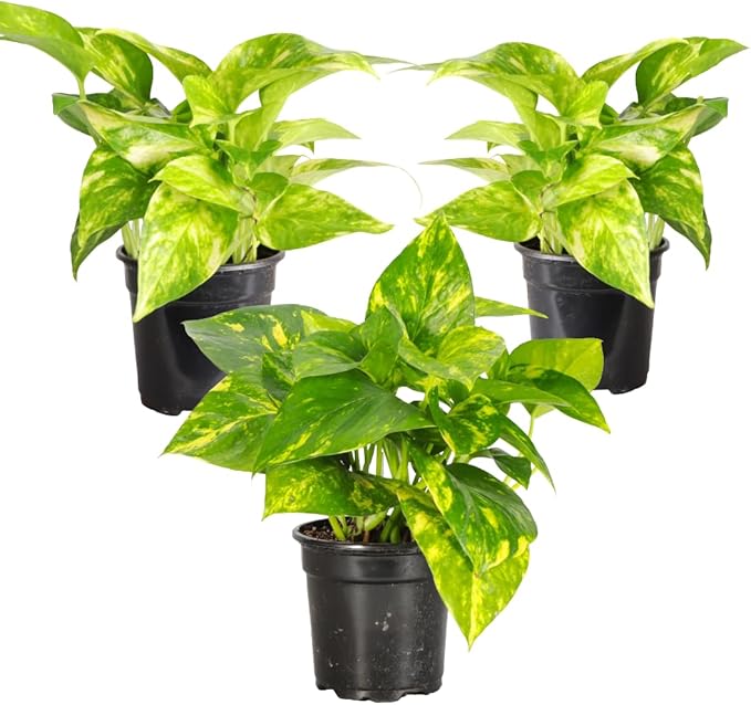 Thorsen's Greenhouse Golden Pothos, Live Indoor Vining Plant, Easy to Grow, Variegated Houseplant, Natural Air Purifier (3 Pack Nursery Pots, 4-inch Pot)