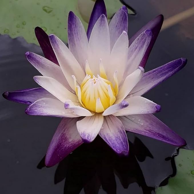 (Nymphaea Purple Joy) Tropical Water Lily Tuber Live Aquatic Plants for Freshwater Fish Pets Pond Balcony Decorations by Greenpro
