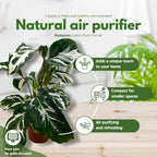 BubbleBlooms Calathea Stella in a 4 inch Pot Rare Variegated Prayer Plant, Cathedral Plant, Green and White