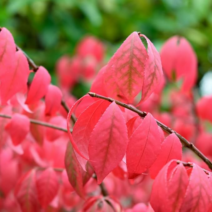 Red Burning Bush Shrub Live Plant, Dwarf Burning Bush Plant in Quart Pot, 6 to 10 Inches Height, Hardy Ornamental Shrubs for Outdoor Planting